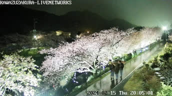 Kawazu River - Japan